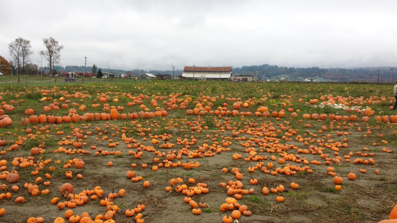 Pumpkin Patch